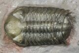 Two Austerops Trilobites With Belenopyge-Like Lichid - Jorf #154202-5